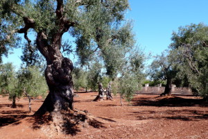 Olivos viejísimos por el agreste interior de la Puglia, tan auténtico y tan mediterráneo.