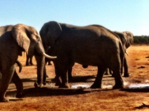 Elefantes del PN Hwange, Zimbabwe