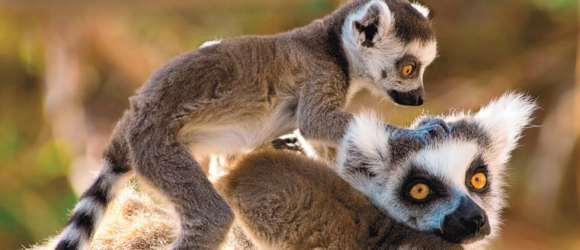 Lémures de Madagascar