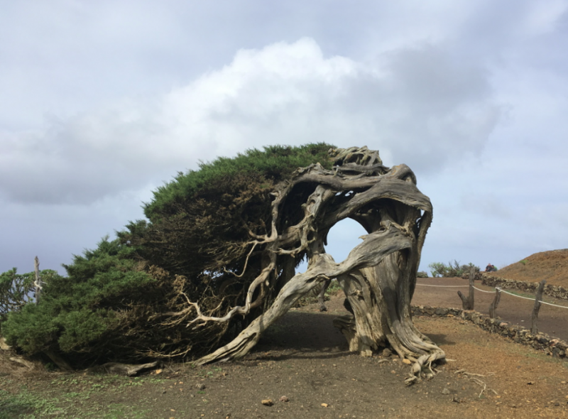 Famosa sabina doblada por el viento en la isla de El Hierro.